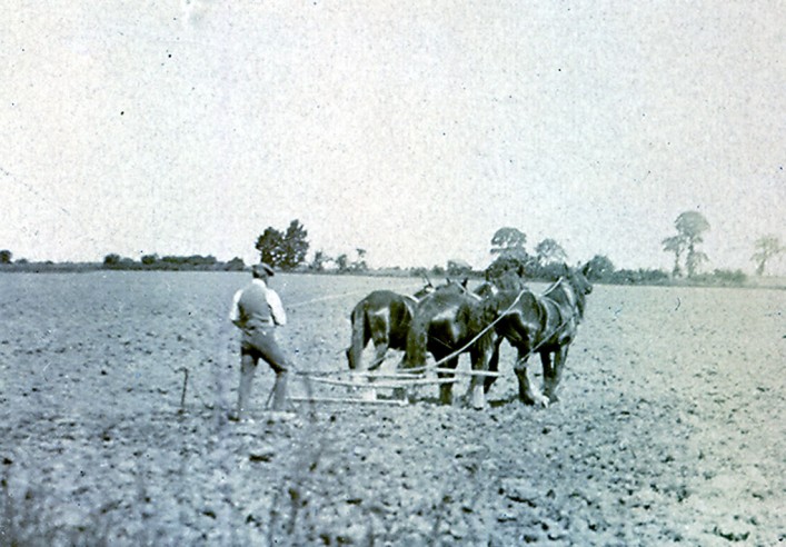 1920s John Gurney in Millway (Hambridge Way) with a drag harrow preparing the ground for planting. The whipple tree and way trees to which the horses were chained can be seen clearly. Land in Pirton was called âtwo horse plough,â as two horses were needed to plough one acre in a day. Laurie Franklin was the last farmer to plough with horses in Pirton; Derek Cook remembers the last horse ploughing in 1946 at Recklinâs Piece, the field adjacent to Wood Lane.